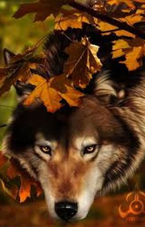 The Alpha's Choice by Skylinger