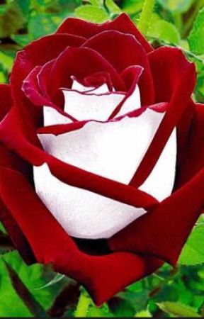 The Roses by Ainsel_13
