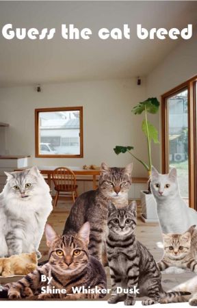 Guess the cat breed by Mosswind