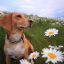 Artemis_The_Dreamer
