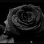 BlackPhotographs