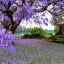 Blossom13