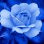 BlueRose_712