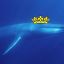 BlueWhaleKing