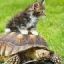 Catida123