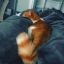 Shi_Fero