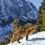 Winchester_Huntress
