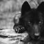 Wolf-Marks