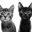 stormstars-